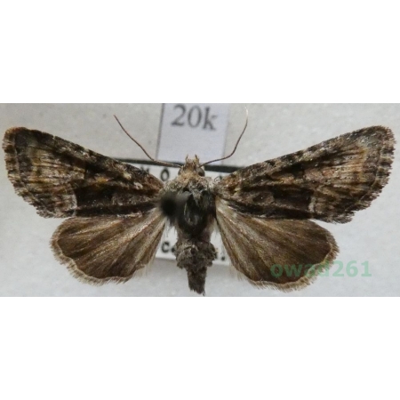 Oligia versicolor (Borkhausen, 1792) Czech20k